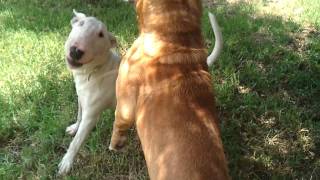 Bull terrier vs Pitbull [upl. by Anaugal]