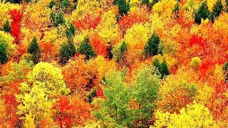 Peaceful Music Relaxing Music Instrumental Music quotAutumn Leavesquot by Tim Janis [upl. by Edahsalof73]