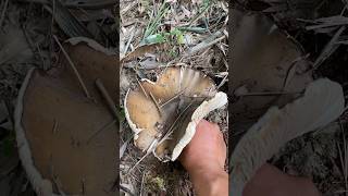 Very Big Mushroom Picking viral mushroomforest nature fruit mushrooming mushroompicking [upl. by Sunny]