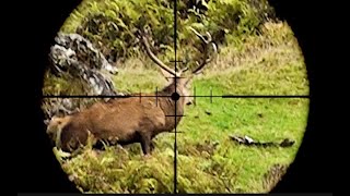 Hunting Red deer head and neck shots  5 New Zealand [upl. by Lombardo]