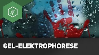 Wie funktioniert DNAAnalyse  GelElektrophorese einfach erklärt [upl. by Eiruam]