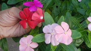 How to pollinate Vinca Rosea or Periwinkle plant [upl. by Mauricio298]