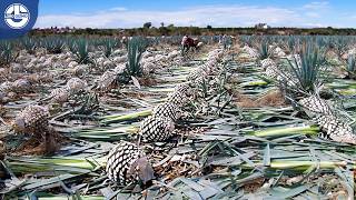 How Tequila Is Made from Harvesting Millions of Tons of Agave to Produce AmazingTasting Tequila [upl. by Cindi]