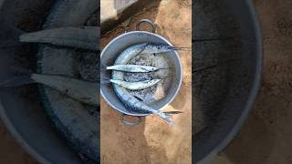 Shortsviral shortstrending shorttamil songathule meen piduchu songkadal meen mural fishnature [upl. by Yrollam854]