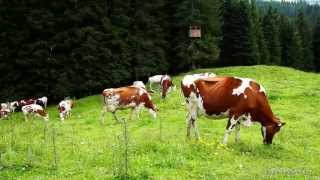 Sommer in Saalbach Hinterglemm Glückliche Kühe auf dem Sommer Almwiesen im Winter Skipisten [upl. by Elle328]