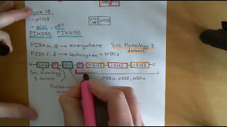 The PI3K  AKT  mTOR Pathway and Cancer Part 3 [upl. by Norat]