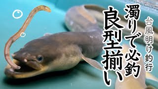 【ウナギ釣り】良型必釣！台風通過直後の３日連続釣行【ぶっ込み釣り】 [upl. by Rtoip]