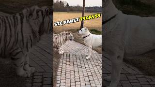 Tego psa boją się nawet tygrysy 😱🐕‍🦺🐯 [upl. by Itisahc1]