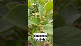 CISSAMPELOS OVALIFOLIA shorts short [upl. by Ammon]