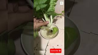 Hydroponically grown veggies last longer hydroponics satisfying gardening farmingtips shorts [upl. by Ezri306]