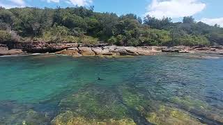 Cormorant surfacing swimming then diving again [upl. by Dias]