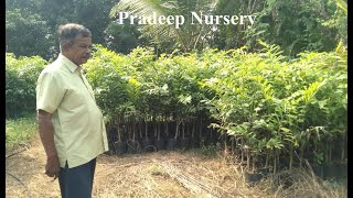 Pradeep Nursery [upl. by Canon186]