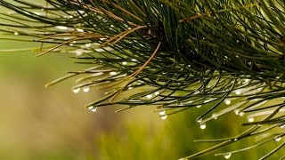 PLUIE A LA CAMPAGNE Pour se Détendre et Dormir Profondément  6 Heures 🎧 100 RELAX [upl. by Metsky23]