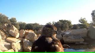 Sparrowhawk Accipiter nisus Ξεφτέρι [upl. by Moshe]