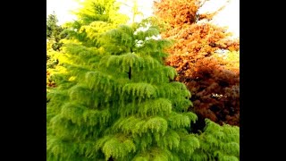 Прочие хвойные1 Other conifers1 Хвойные растения41 Conifers41 Декоративные растения [upl. by Karlik]