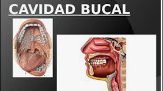 Cavidad Oral o Bucal Divisiones fundaméntales Lesiones de la cavidad oral [upl. by Edwards108]