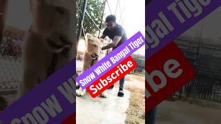 Snow white Bangal Tiger lion animals sher cheetah zoo live viralvideo whitelion whitetiger [upl. by Yendis653]