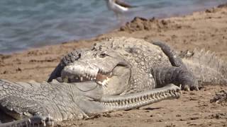 Crocodiles and gharials chambal river [upl. by Hayne913]