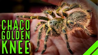 Chaco Golden Knee Tarantula Grammostola pulchripes Care amp Husbandry [upl. by Powell183]