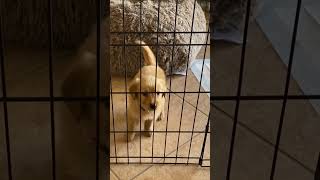 Crate training time puppy cutepuppy doglover puppycrying doglover [upl. by Airak]