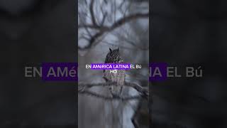 Creencias sobre los Buhos🦉🦉 miedo creencias curiosidades viralvideo datoscuriosos psicologia [upl. by Oer]