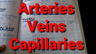 Types of Blood Vessels Arteries Veins and Capillaries XI Biology Chapter 14 [upl. by Aihsekat]