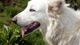 Maremma and Abruzzes Sheepdog [upl. by Camus]