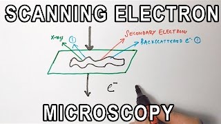 Principle of Scanning Electron Microscopy  SEM [upl. by Randolf846]