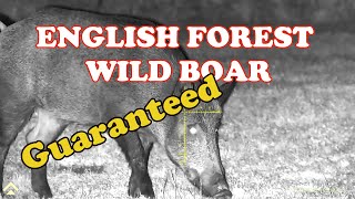 ENGLISH FOREST WILD BOAR HUNTING [upl. by Anelhtak248]