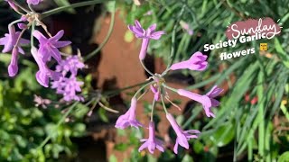 how to grow Tulbaghia violacea society garlic societygarlic Tulbaghiaviolacea flowers gaRden [upl. by Bar287]