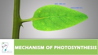 MECHANISM OF PHOTOSYNTHESIS PART 02 [upl. by Arama]