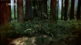 Worlds Tallest Tree  National Geographic Channel  Mike Cooper  British Voiceover Artist [upl. by Ashman121]