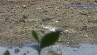 Marsh Sandpiper vs Common Greenshank [upl. by Adnarem]