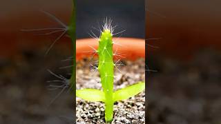 Growing Dragon Fruit From Seeds short shorts [upl. by Eolc]