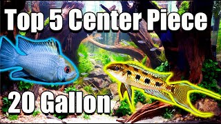 Top 5 Center Piece Fish For Your 20 Gallon Aquarium [upl. by Hannus371]