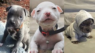 CUTEST and ADORABLE Pit Bull Puppies Compilation 1 [upl. by Toile18]