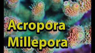 Acropora Millepora [upl. by Zumstein]