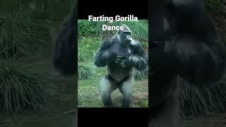 Funny farting Gorilla having Fun try not Laugh [upl. by Anenahs]