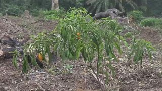 Gabons sacred plant Iboga under threat of extinction [upl. by Adnawal]