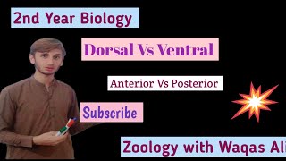 Dorsal Vs Ventral  Anterior Vs Posterior [upl. by Auqemahs]