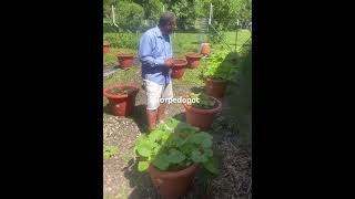 How to grow squash spaghetti chieftain zucchini crookneck and long neck squash [upl. by Montagna]