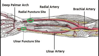 Anatomy of the radial artery  Overview Origin Course Branches Functions Clinical Significance [upl. by Theurich887]