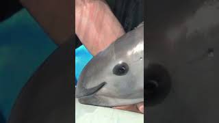 The Vaquita The Worlds Rarest Marine Mammal on the Brink of Extinction [upl. by Weaver934]