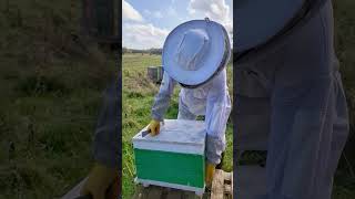 Hefting Hives Stewart Spinks From The Norfolk Honey Co [upl. by Egnalos506]