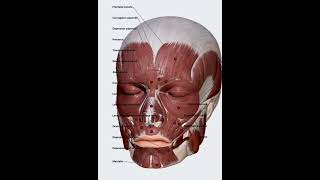 Músculos da Face  Mímica Facial  Anatomia facial  Função Facial  Fonoaudiologia [upl. by Akibma]