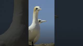 northern gannet morus bassanus [upl. by Enelahs524]