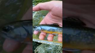 Brook Trout are the prettiest fish on the planet [upl. by Haydon644]