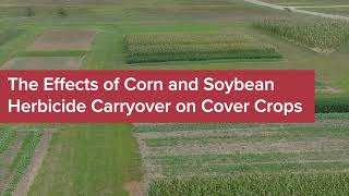 Cover Crops and Herbicide Carryover after Corn and Soybeans [upl. by Dreyer]