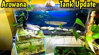 Arowana Fish Tank Update❤️🔥 Silver Arowana Growing super fast  Monster Fish Tank  Guppy Breeding [upl. by Margaux]