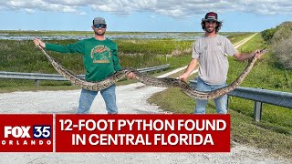 Massive 12foot 80pound Burmese python captured by Florida alligator hunters [upl. by Koffler849]